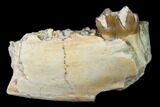 Fossil Horse (Mesohippus) Jaw Section - South Dakota #140895-1